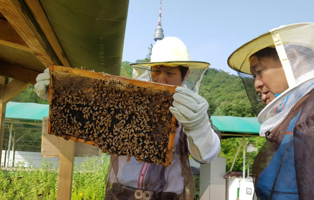 남산공원 꿀벌지기 도시양봉