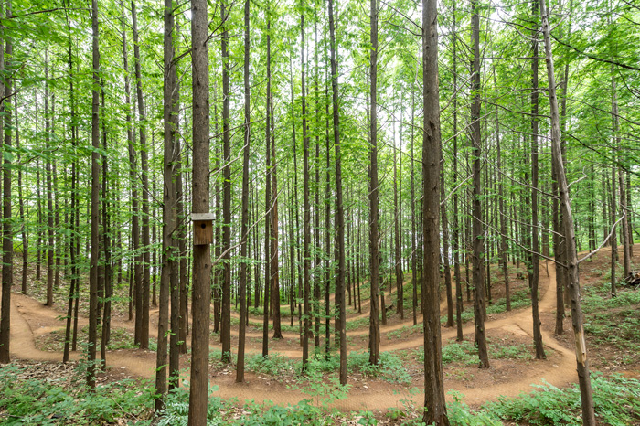갈산근린공원 여름