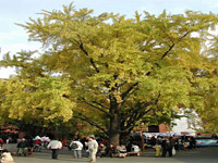 마로니에나무 사진