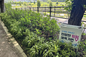 계절별 봄사진