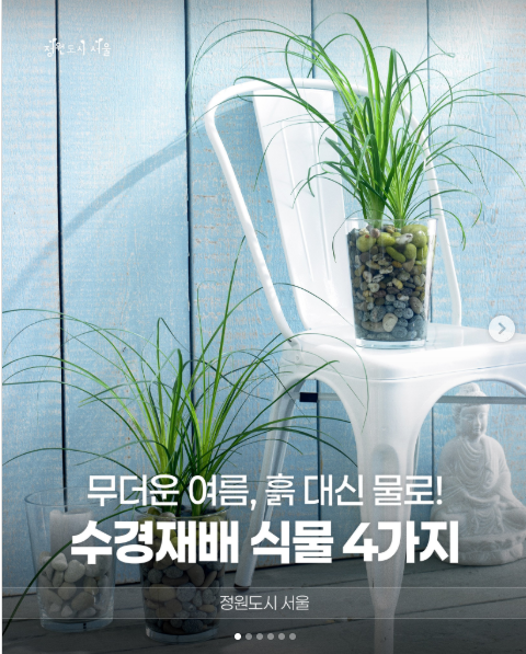 무더운 여름, 흙 대신 물로! 수경재배 식물 4가지