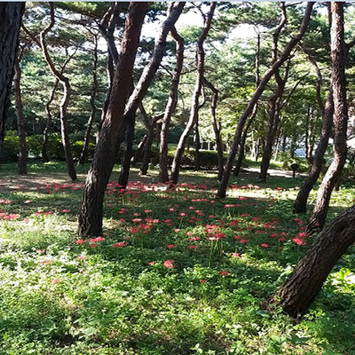 계절별 봄사진
