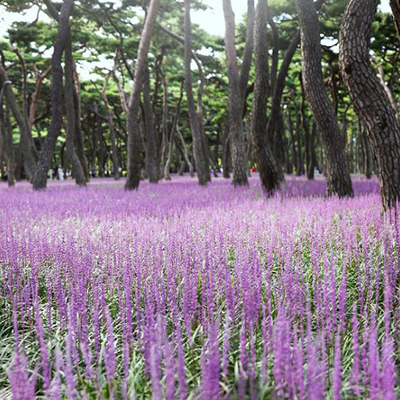 계절별 여름사진