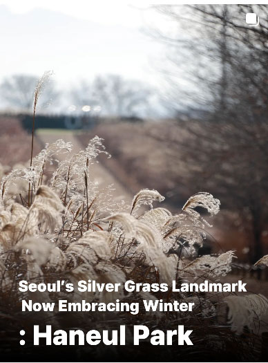 Seoul Siver Grass Landmark Now Embracing Winter
Haneul Park