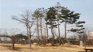 조성사진