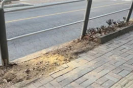 조성사진