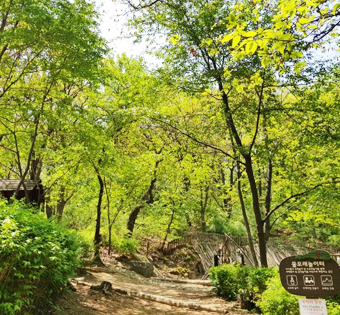 관악구 청룡산 유아숲체험원