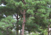 소나무