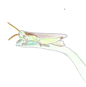 우리벼메뚜기