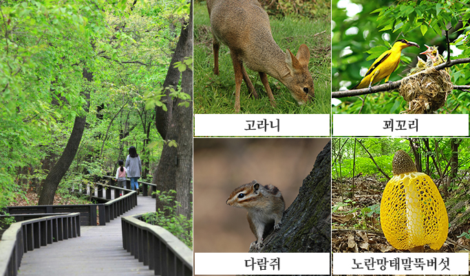 생태숲