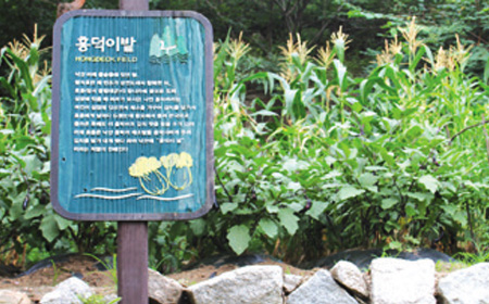 홍덕이밭 
