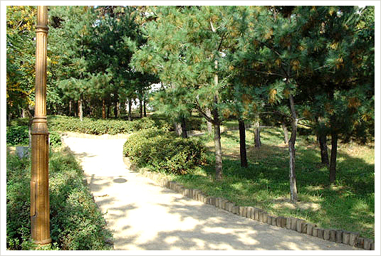 리기다소나무숲 사진