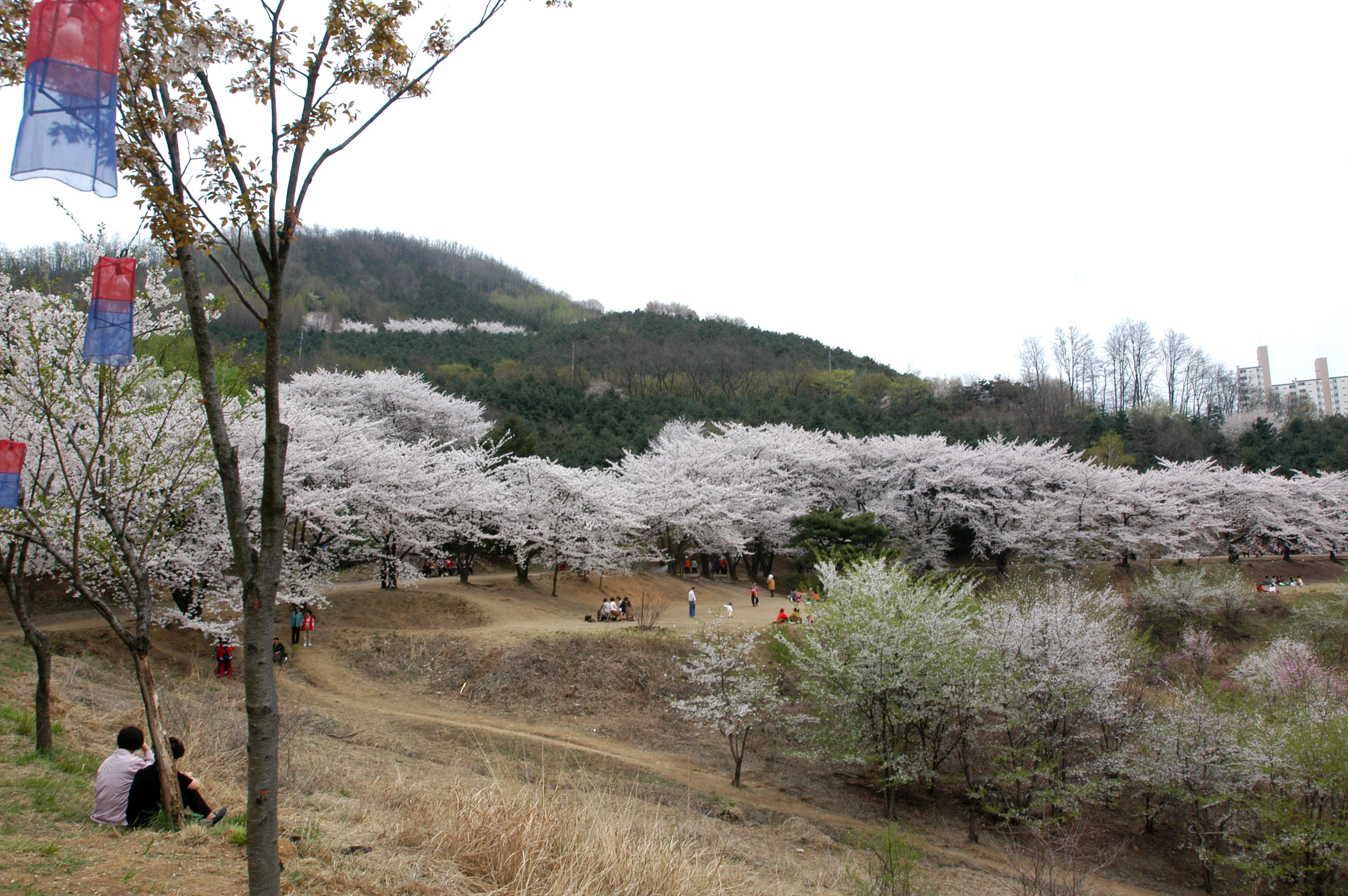 안산 벚꽃길 사진